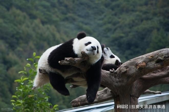 晚跟团游成都纯玩游需要多少钱详细攻略麻将胡了试玩网站免费去四川旅游5天4